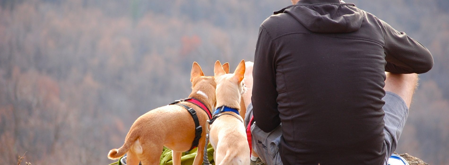 ¿Vas a viajar con tu mascota? Apunta nuestros consejos